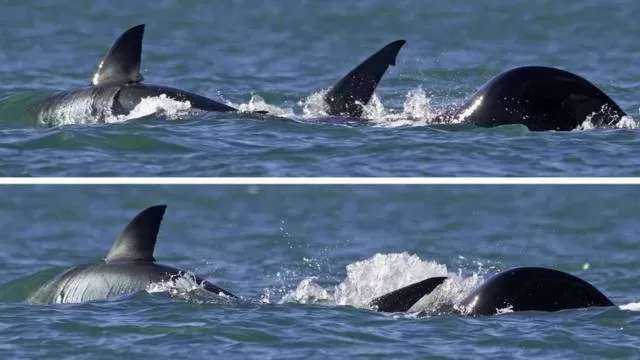 The solitary orca seen on the right of the image eviscerated the shark in under two minutes jpg